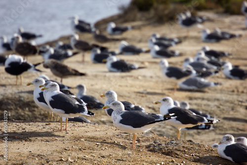 gaivotas à beira mar