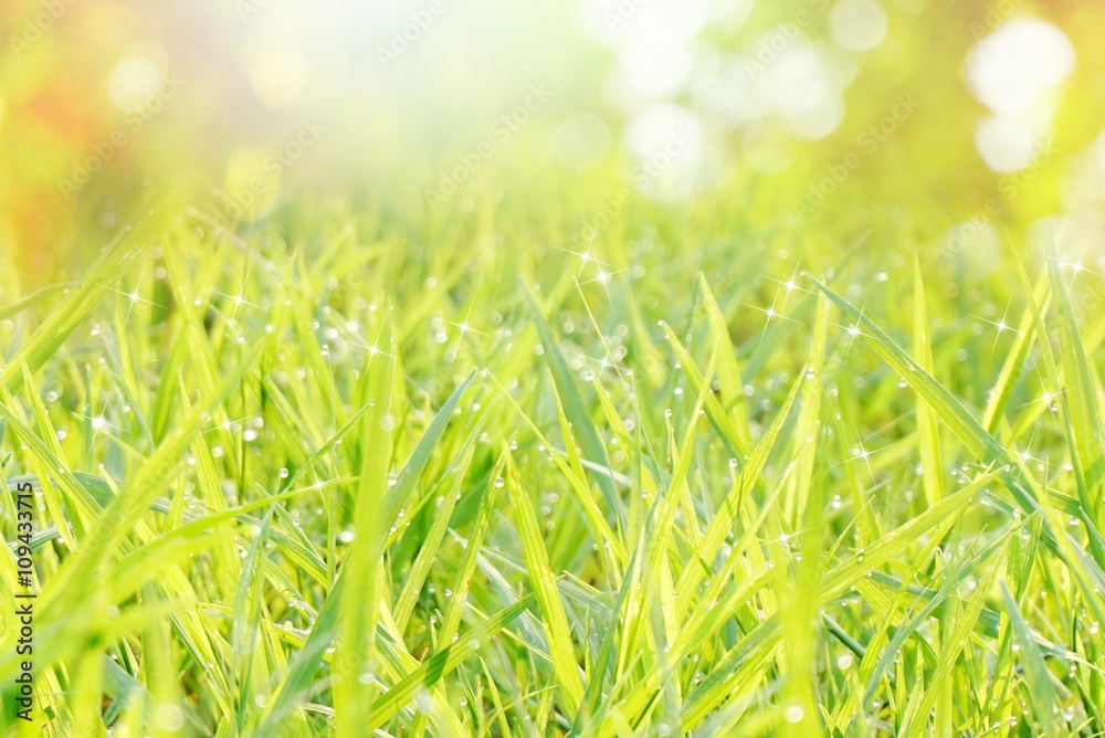 Obraz premium defocused green grass nature bokeh spring or summer background