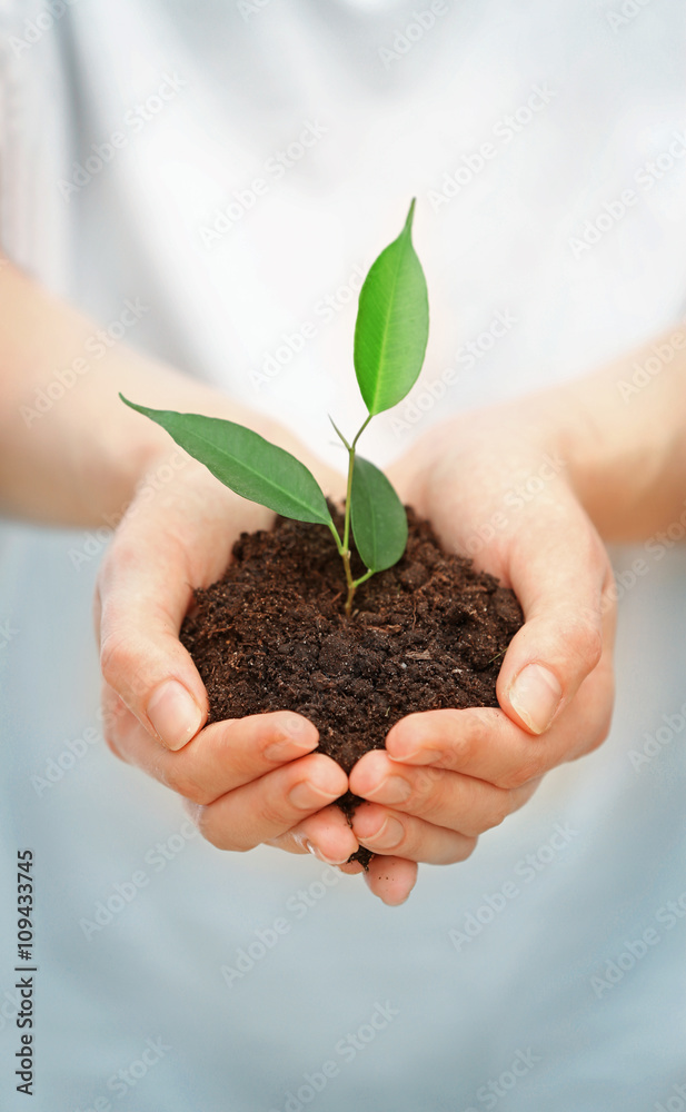 Female hands holding soil and plant, closeup Female hands holding soil and plant, closeup
