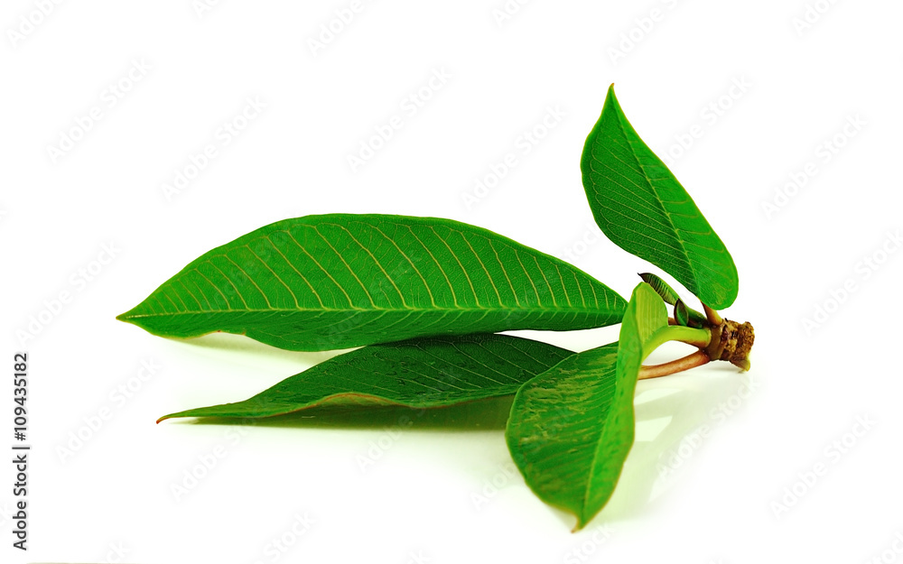 Obraz premium leaves close up isolated on white background