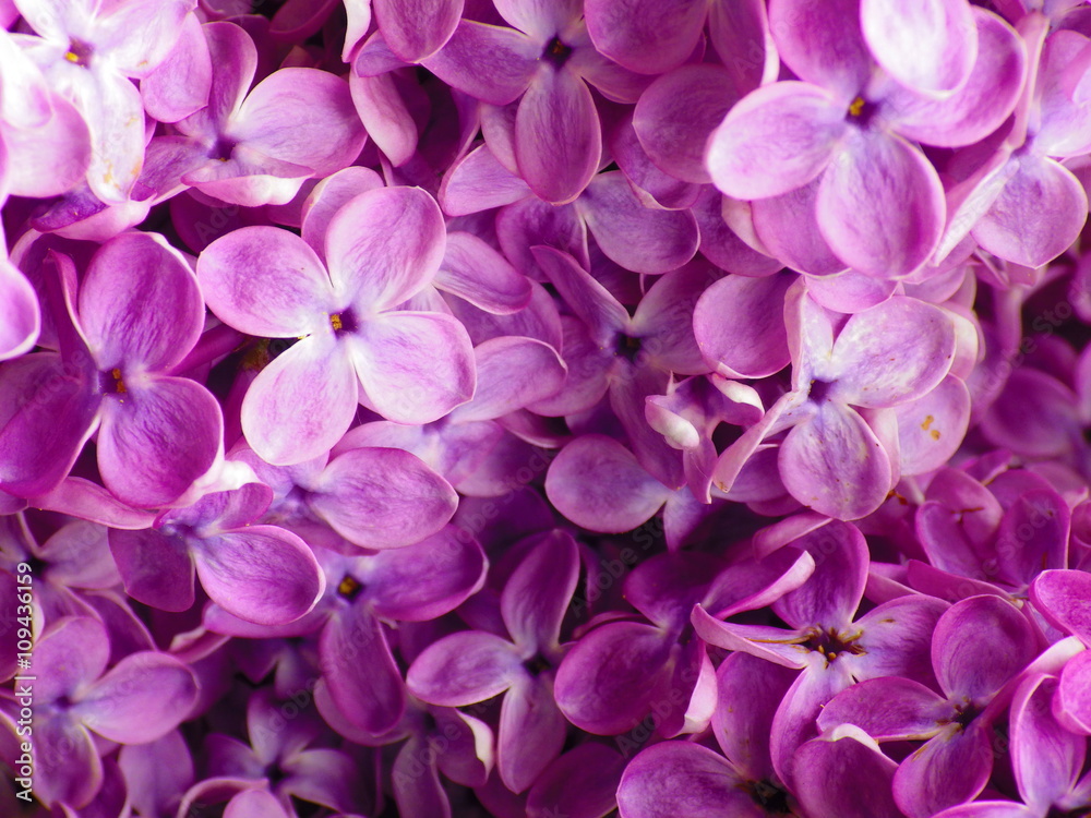 Lilac flowers close up background