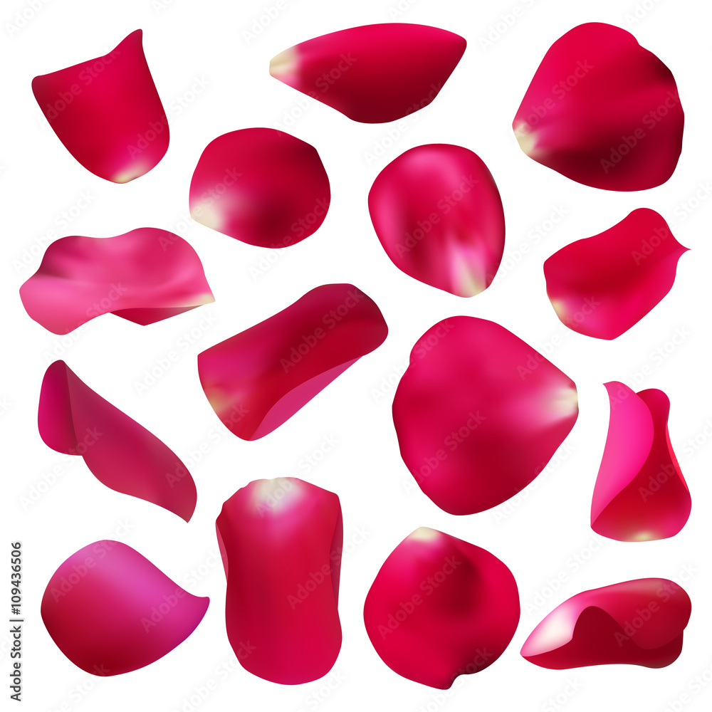 red rose petals set, isolated on white, vector illustration red rose petals set, isolated on white, vector illustration