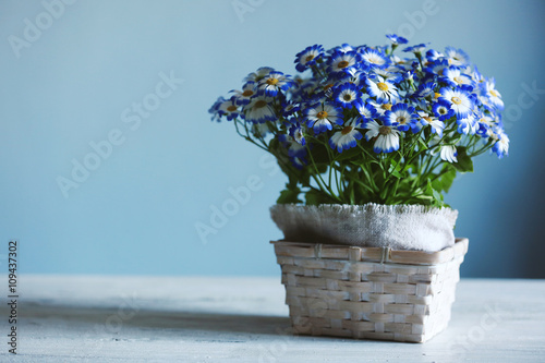 Fresh cinerarias in a basket on wooden table photo