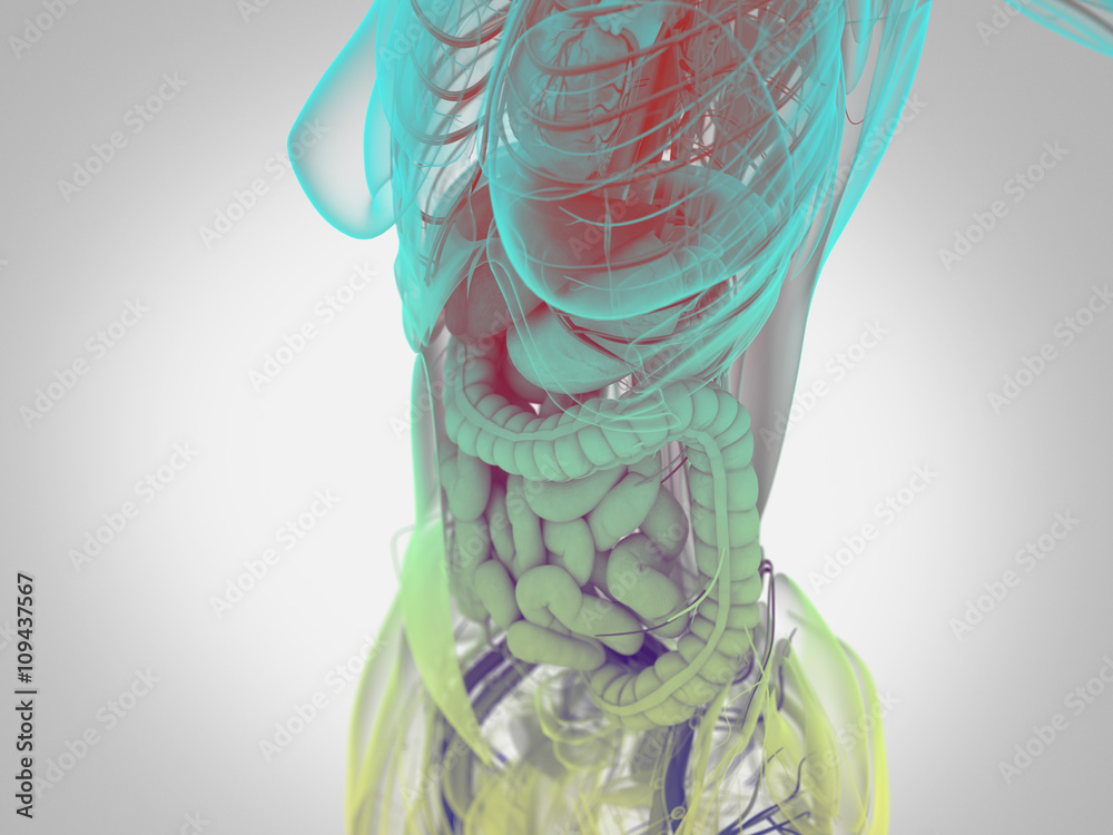 custom made wallpaper toronto digitalFemale human anatomy, torso showing intestines. 3D Illustration.