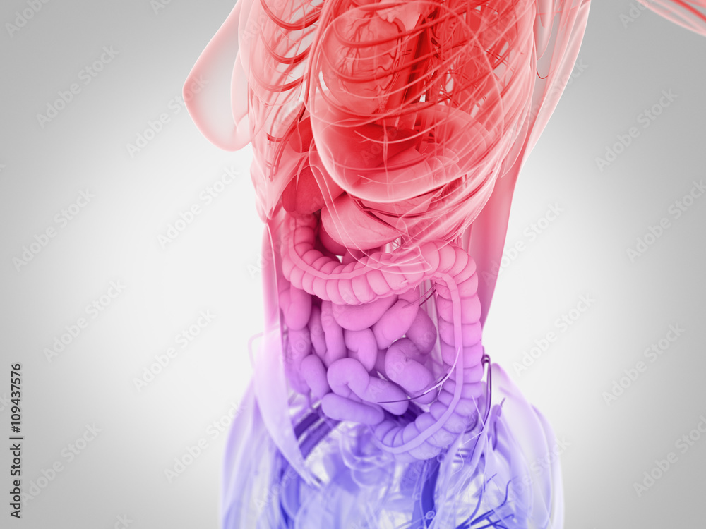 Female human anatomy, torso showing intestines. 3D Illustration. Female human anatomy, torso showing intestines. 3D Illustration.