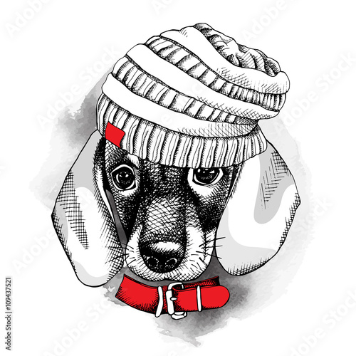 The image with the portrait of the dog Dachshund in the knitted hat and with the collar. Vector illustration.
