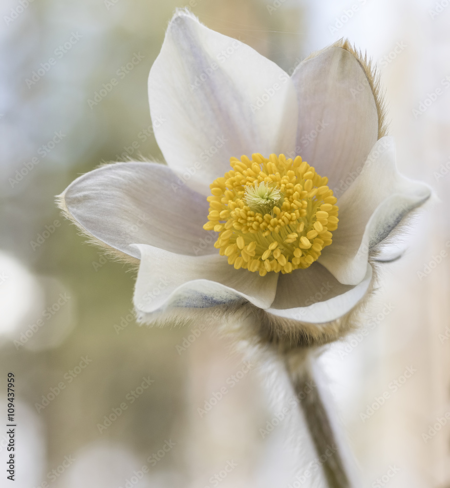 Obraz premium Beautiful flower Pulsatilla vernalis
