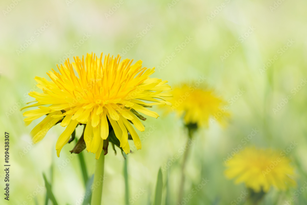 Obraz premium Eine Frühlingswiese mit blühendem Löwenzahn