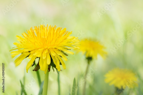 Fototapeta Naklejka Na Ścianę i Meble -  Eine Frühlingswiese mit blühendem Löwenzahn