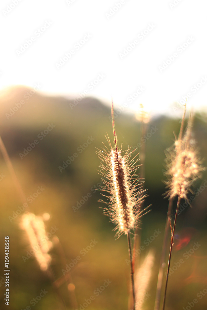 sunlight with setaria,beautiful background sunlight with setaria,beautiful background
