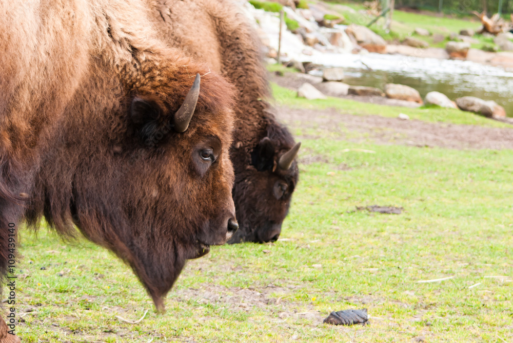 bison eating grass on grass