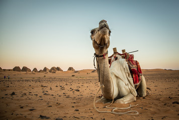 Fotobehang Kameel Kameel bij piramides van Meroë  © katiekk2
