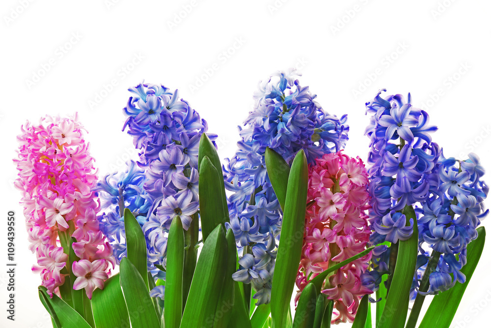 Fototapeta premium Hyacinth isolated on white