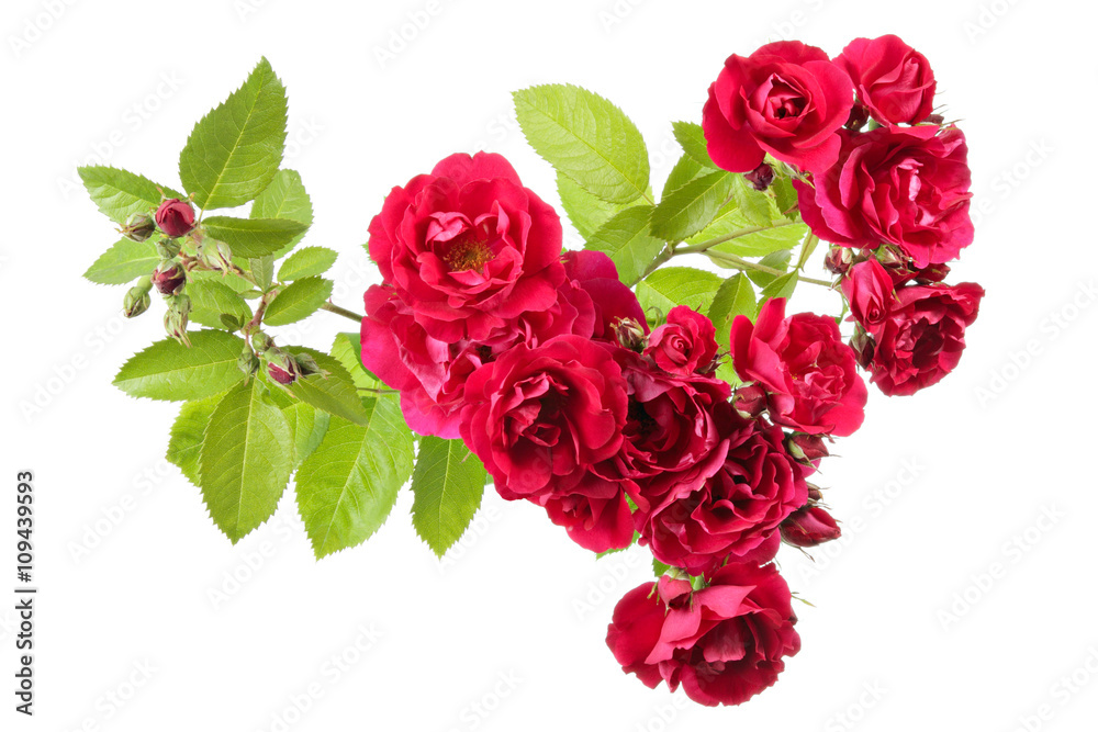 Fototapeta premium Rose Flowers