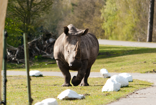 rhino on the road

