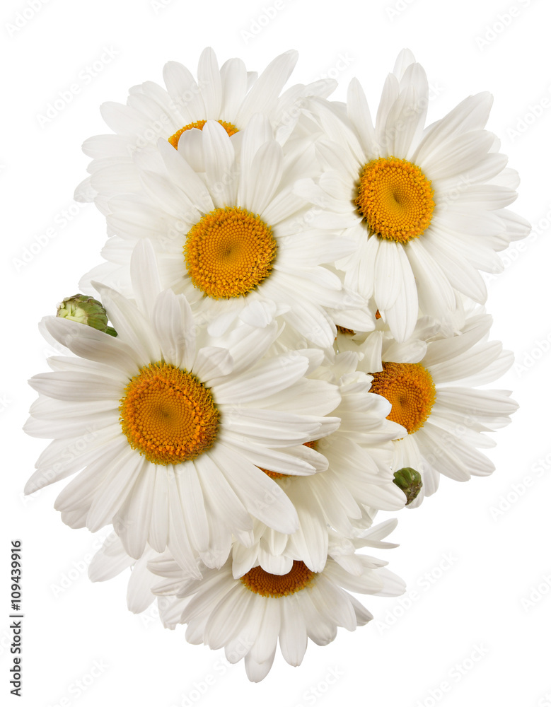 Camomile flowers Camomile flowers