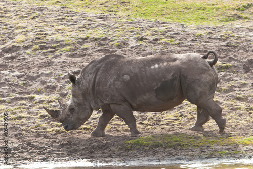 rhinoceros runs on lake