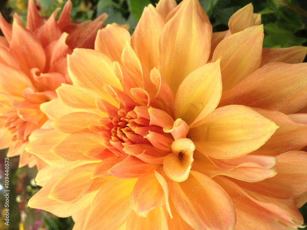 Dahlia flower Dahlia flower