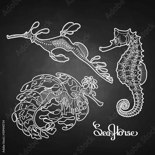 Graphic vector Seahorse collection