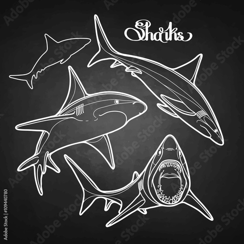 Graphic collection of vector sharks