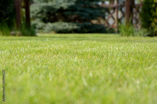 Photo of lawn with blurred foreground and background.