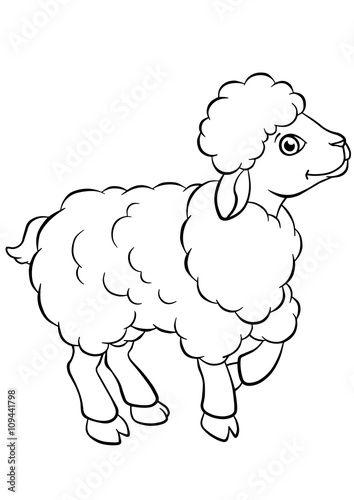 Little cute sheep stands and smiles.
