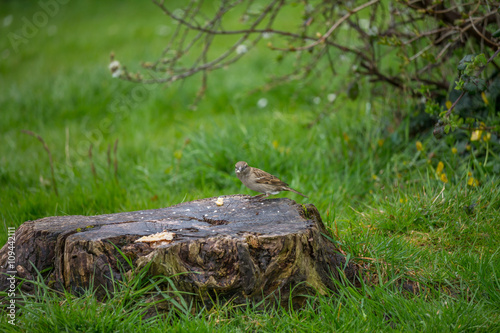 Feeding Sparrow