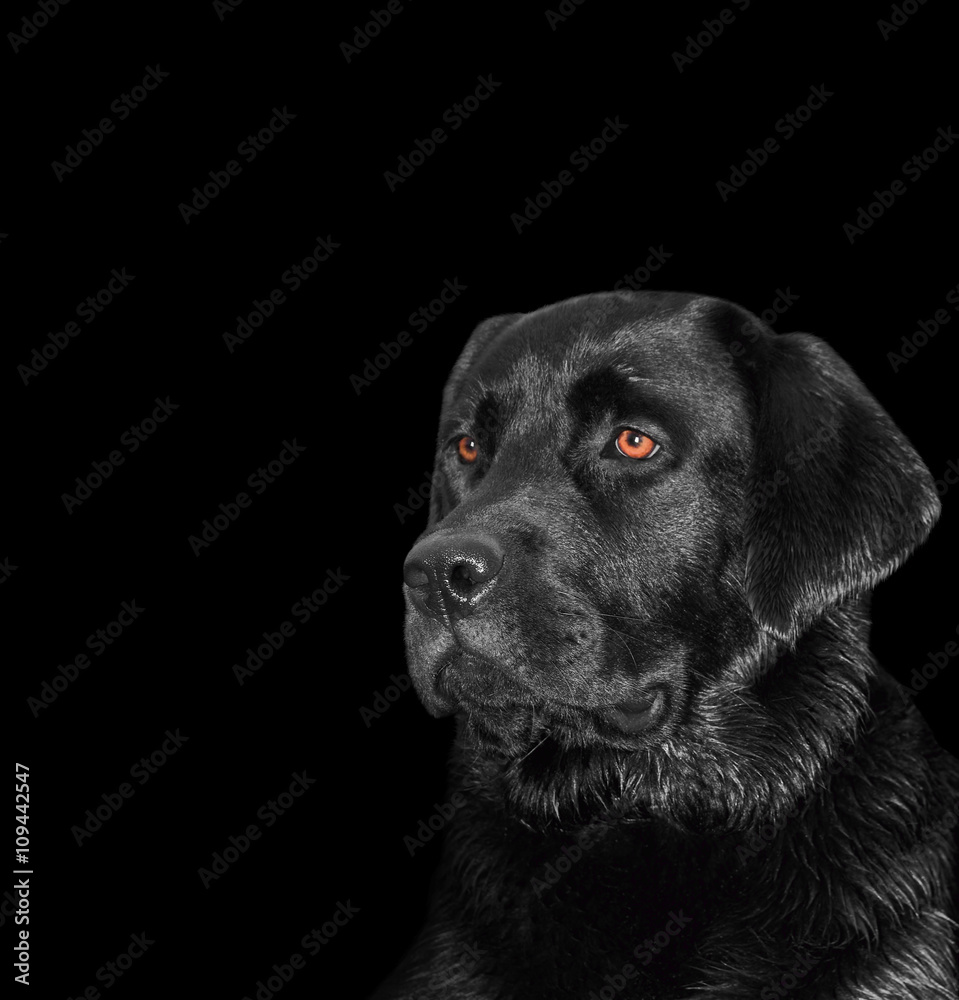 Portrait of a labrador dog on black background