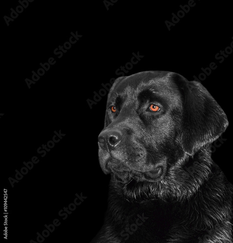 Portrait of a labrador dog on black background