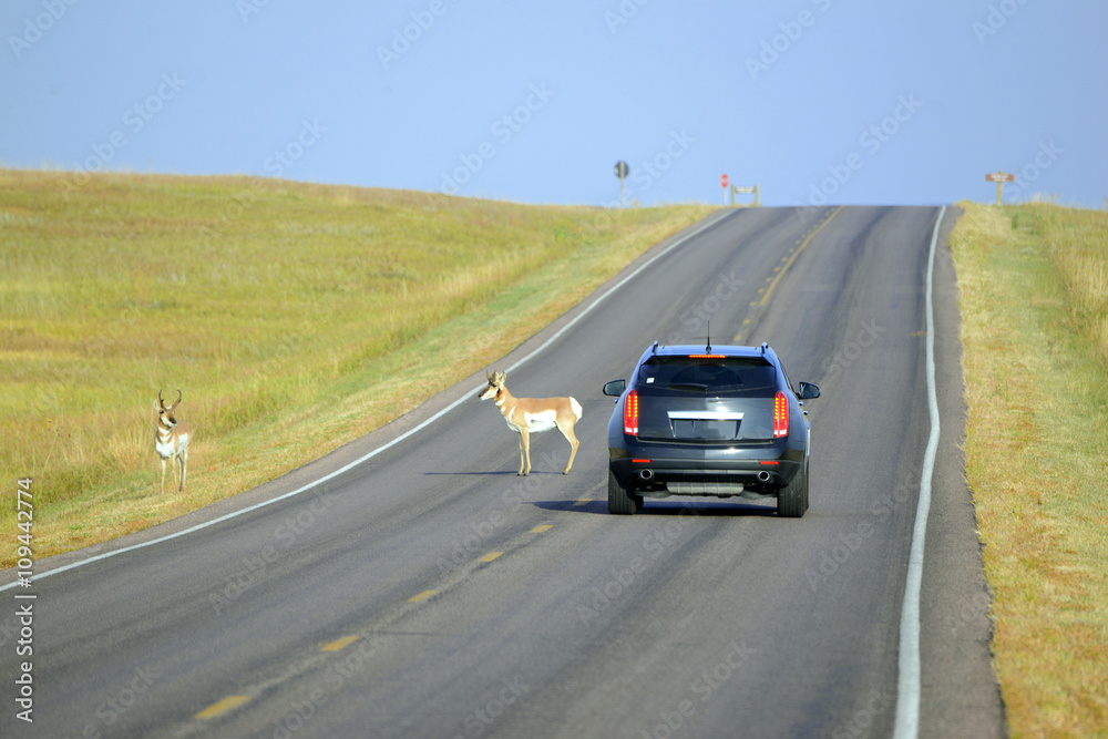 Roadkill of wildlife on roads while driving is a a major cause of animal death and car Roadkill of wildlife on roads while driving is a a major cause of animal death and car
