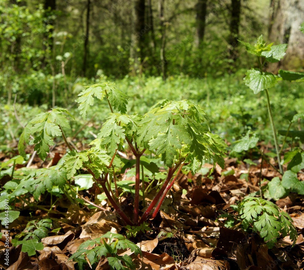 Ruprechtskraut, Geranium robertianum, Stinkstorchschnabel Ruprechtskraut, Geranium robertianum, Stinkstorchschnabel