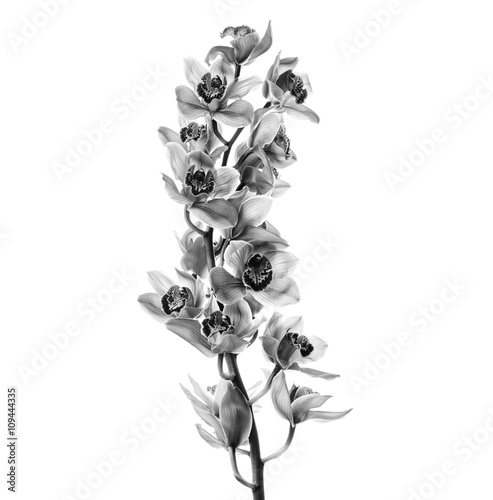 Fototapeta Naklejka Na Ścianę i Meble -  Orchid flowers