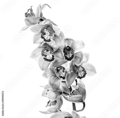Fototapeta Naklejka Na Ścianę i Meble -  Orchid flowers
