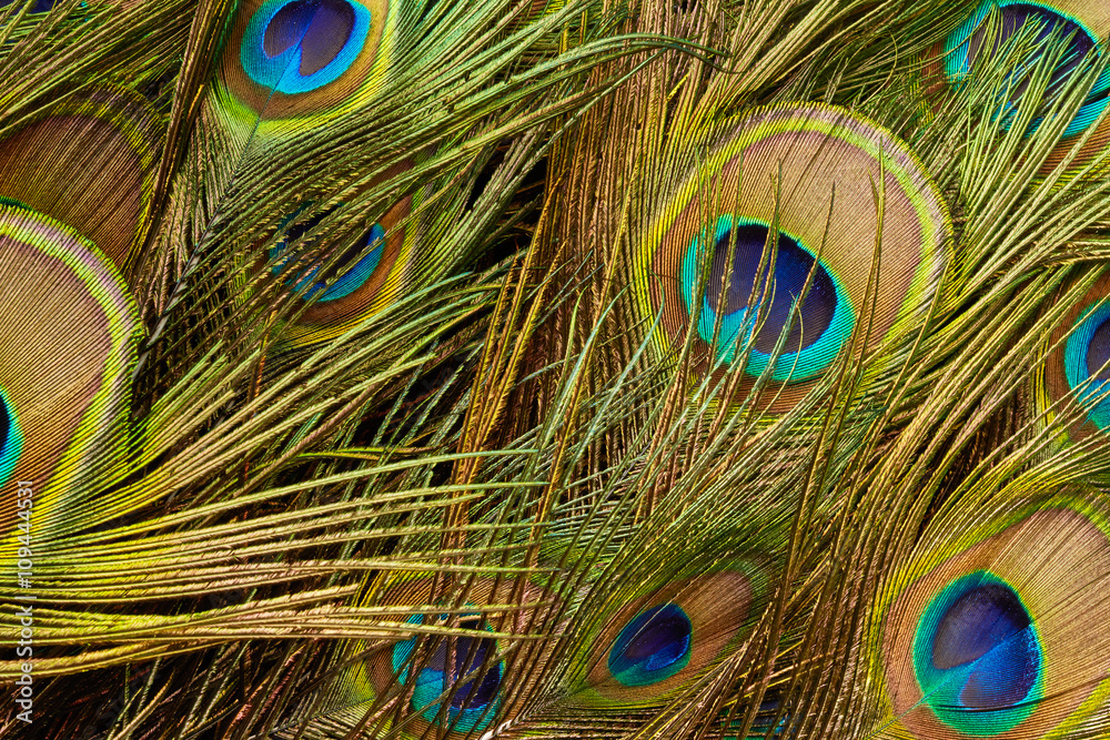 Obraz premium Peacock feathers
