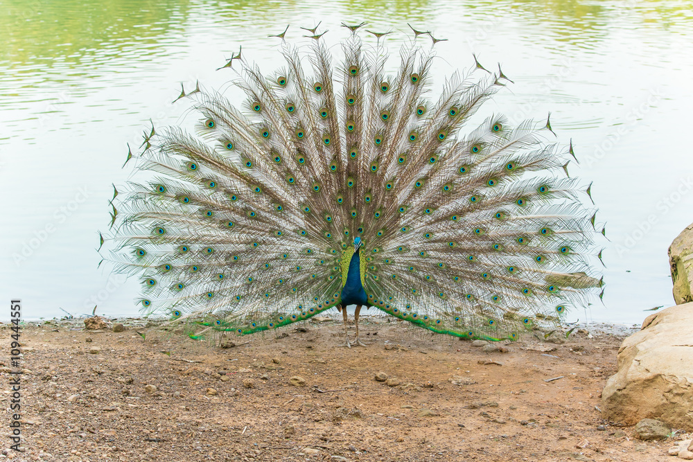 Obraz premium peafowl, peacock, peahen bird breed walking on riverside