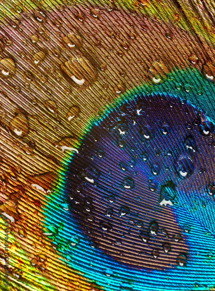 Obraz premium Peacock feather with drops of water