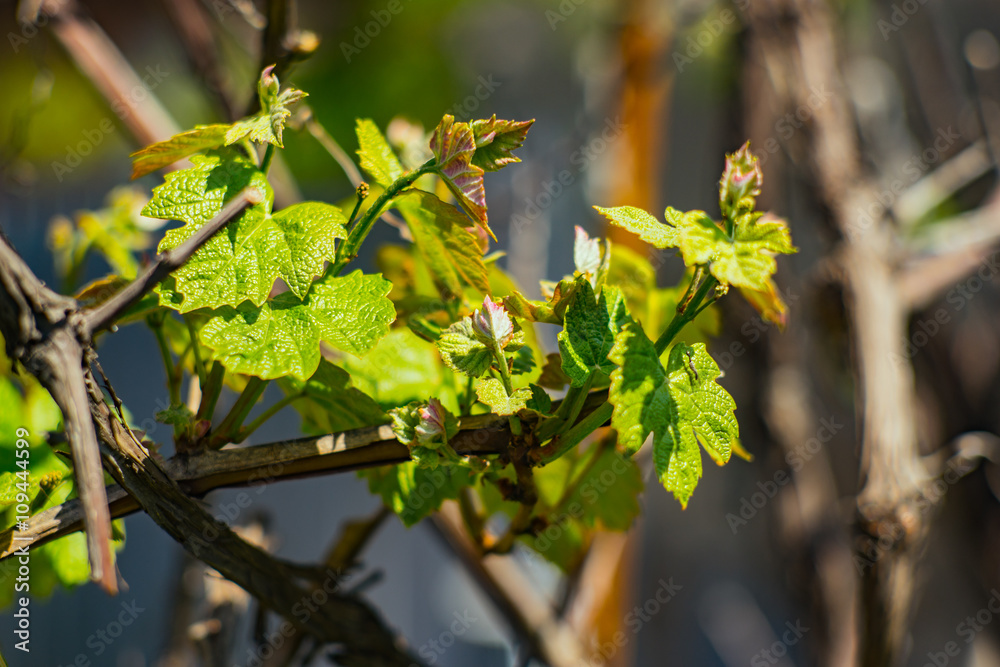 Obraz premium Closeup of young grape leaves