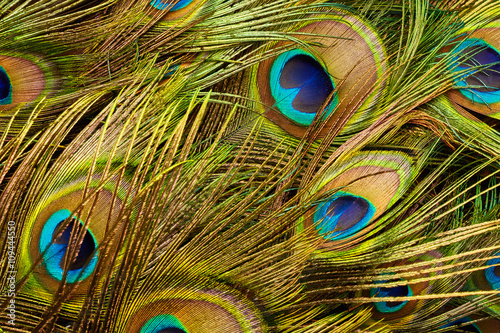 Texture of peacock feathers