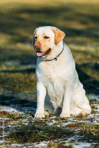 Beautiful White Labrador Dog Sit Outdoor