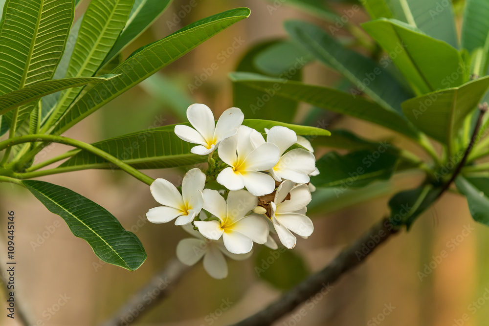 Fototapeta premium Beautiful flowers plumeria or frangipani on tree & green leaf background