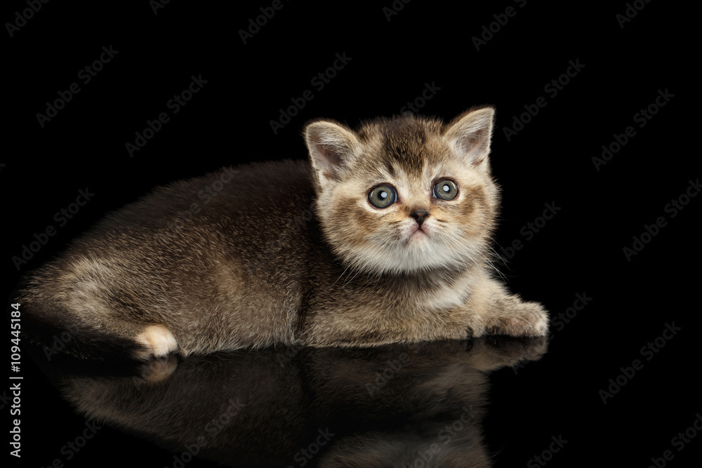 Scottish Straight Kitten Lying and Curious Looking up Isolated Black