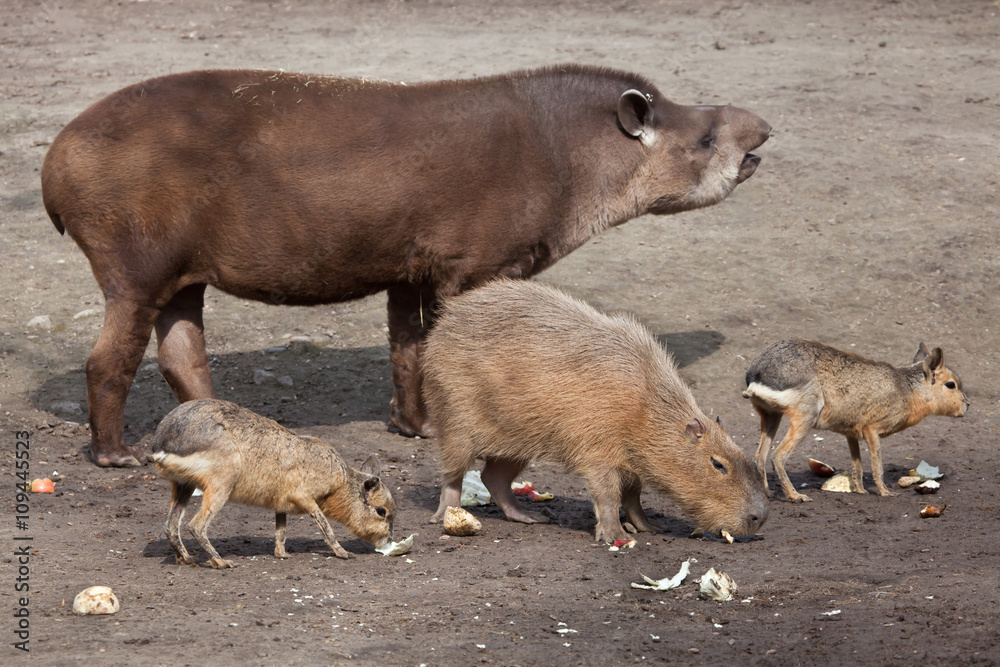 South American tapir (Tapirus terrestris) South American tapir (Tapirus terrestris)