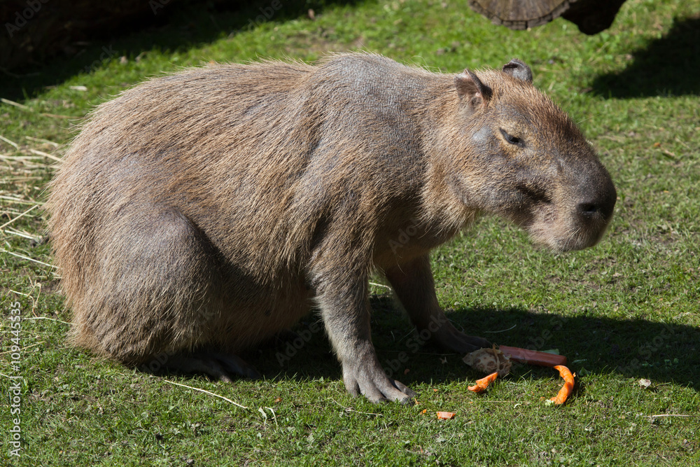 Capybara (Hydrochoerus hydrochaeris). Capybara (Hydrochoerus hydrochaeris).