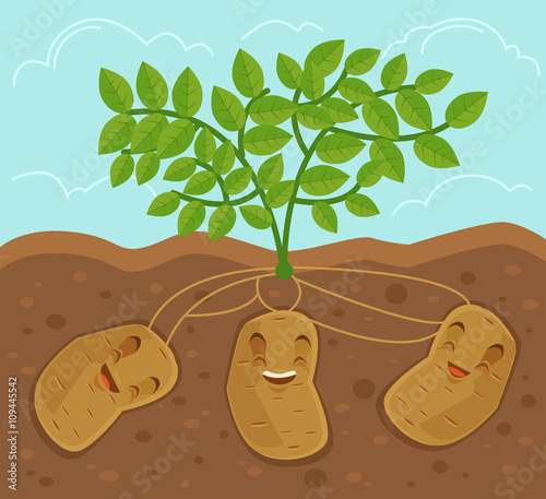 Potato grown underground. Vector flat cartoon illustration