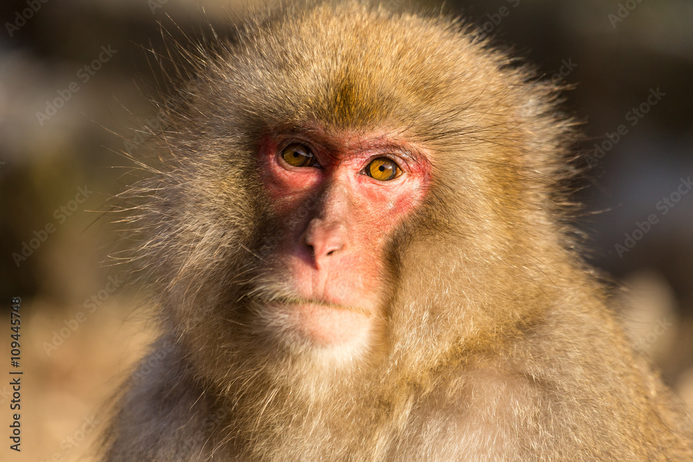 Monkey Monkey