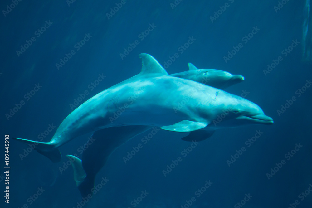 Common bottlenose dolphin (Tursiops truncatus). Common bottlenose dolphin (Tursiops truncatus).