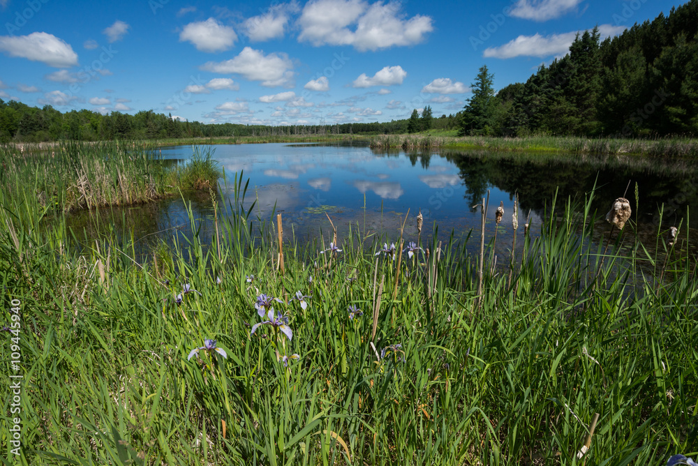 Marshes of Minnesota at Wildlife pond trail Marshes of Minnesota at Wildlife pond trail