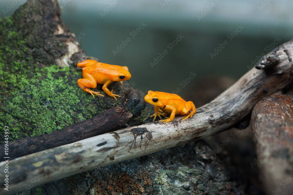 Fototapeta premium Golden mantella (Mantella aurantiaca).