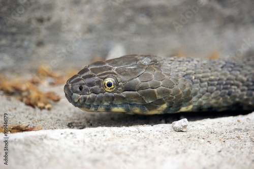 An Aesculapian snake (Zamenis longissima)