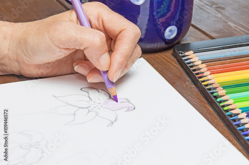 Drawing a lily flower